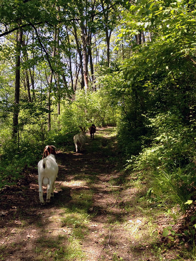 Luke, Jake, and Chance return to the barn after an afternoon of feeding in the woods. A goat's stomach has four chambers.