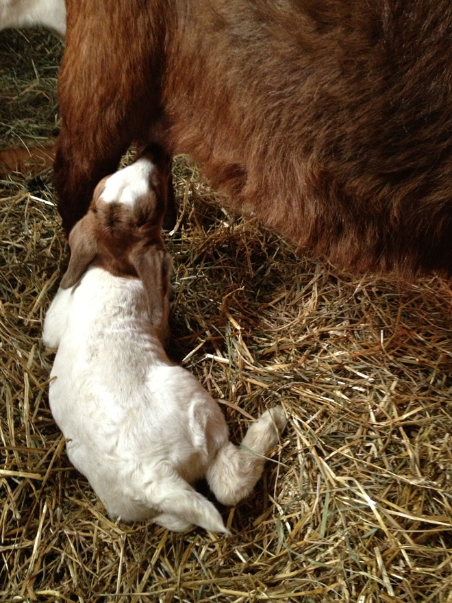 Ivan feeds from his momma. Kids wag their tales when they feed, and punch the bag to keep milk flowing.