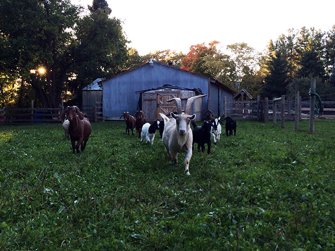 SV-goats-09