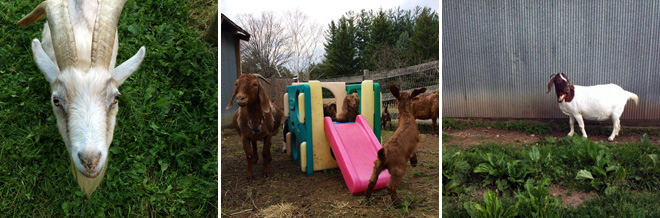 SV-goats-10
