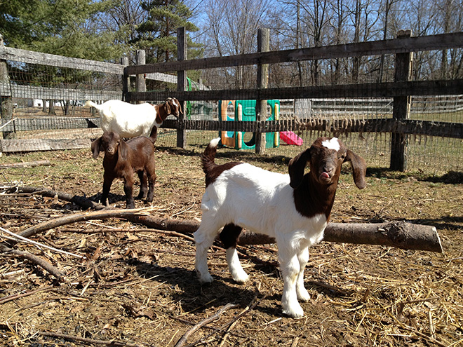 Pippy and Pierre pose for the camera. All of our goats are uniquely identifiable by their markings, like Pippy's "long stocking."