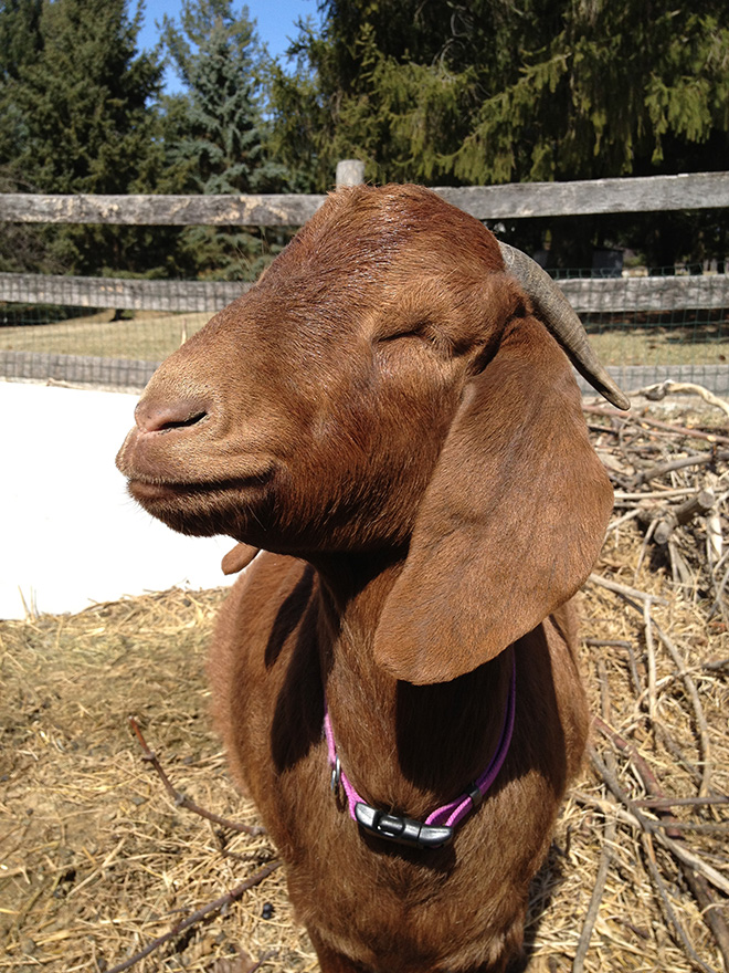 Rosie sunbathes near the barn. Our does wear colored collars as an extra method of identification.