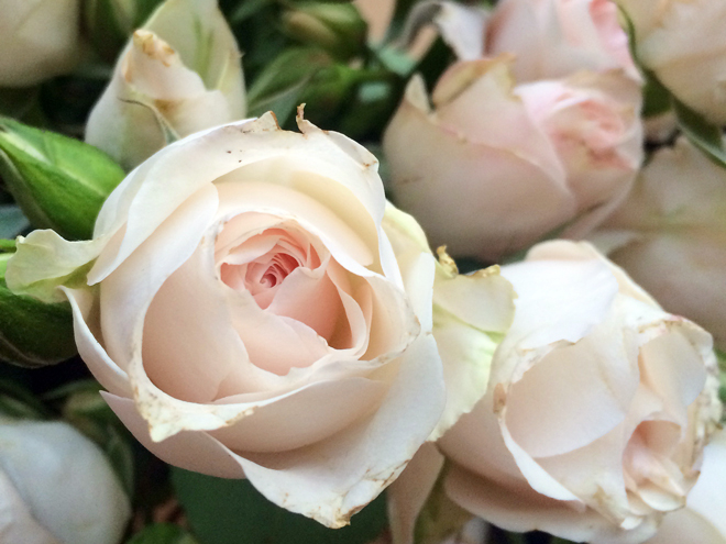 Early in the week, I purchased a bouquet of my favorite blushing roses. When the floral arrangements poured into the office Friday afternoon, my bouquet stood proudly upon my desk.